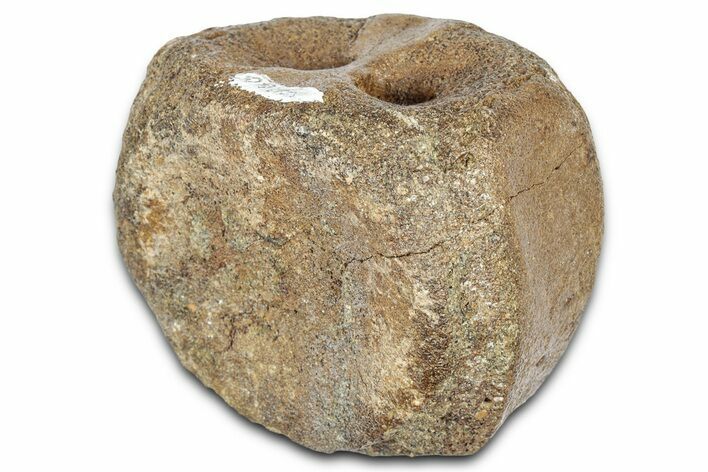 Fossil Dinosaur Vertebra - Montana #331261